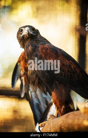 Harris' Hawk precedentemente noto come il falco Bay-Winged o Dusky Hawk. (Parabuteo Unicinctus). Foto Stock