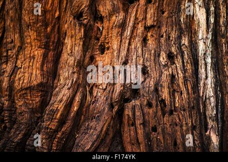 Vecchio di corteccia di albero Closeup dello sfondo della foto. Corteccia Texture. Foto Stock