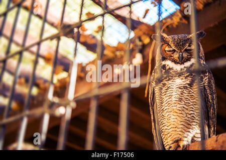 Povero Gufo in cattività. Grande Gufo cornuto in cattività. Uccello in gabbia. Foto Stock