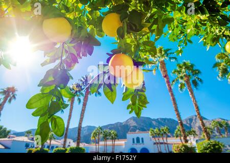 Benvenuti in California. La soleggiata California paesaggio, palme e alberi di arancio. Foto Stock