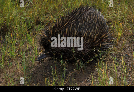 Echidna talvolta noto come spinosa formichieri appartengono alla famiglia Tachyglossidae nel monotreme ordine di deposizione delle uova mammiferi. Foto Stock