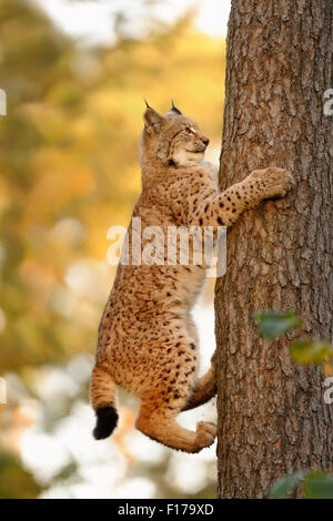 Eurasian Lynx / Eurasischer Luchs ( Lynx lynx ) salendo su un tronco di albero di una conifera a fronte di un autunnale di sfondo colorato Foto Stock