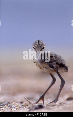 I capretti BLACK-WINGED STILT (Himantopus himantopus) GOLDFIELDS, Western Australia. Foto Stock