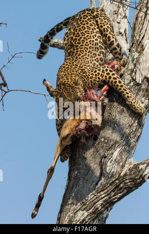 Leopard portando la sua Impala kill verso il basso a partire da una struttura ad albero Foto Stock