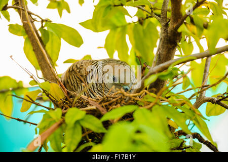 Colomba femmina incubazione di uova presso il suo nido su un albero Foto Stock