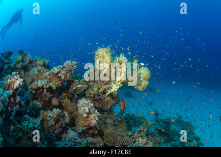 Barriera corallina Foto Stock