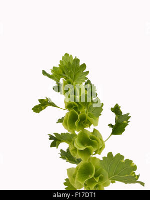 Moluccella laevis, campane di Irlanda fiore, su sfondo bianco Foto Stock