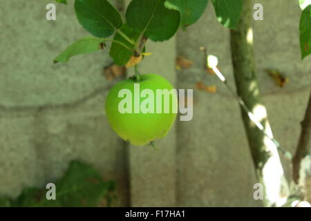 Apple che cresce su un albero Foto Stock