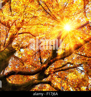 Il sole autunnale splendidamente che brilla attraverso i rami di un albero del faggio in vivid color oro Foto Stock
