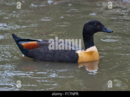 Australian Shelduck (Tadorna tadornoides) maschio Foto Stock