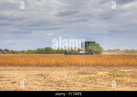 Combinare la raccolta il campo di soia in un giorno nuvoloso Foto Stock