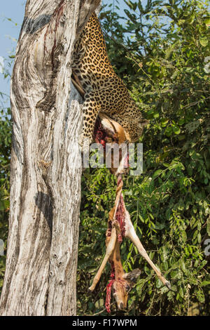 Leopard portando la sua Impala kill verso il basso a partire da una struttura ad albero Foto Stock