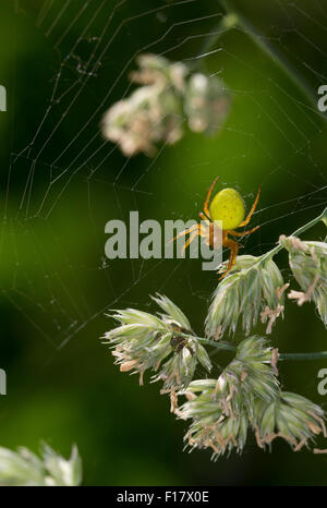 Gourd spider, zucca spider, Kürbisspinne, Kürbis-Spinne, Araniella cucurbitina oder Araniella opistographa Foto Stock