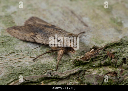 Pignone pallido, Caterpillar, Gelbbraune Rindeneule, Gelbbraune Holzeule, Buschland-Holzeule, Lithophane socia, Lithophane hepatica Foto Stock