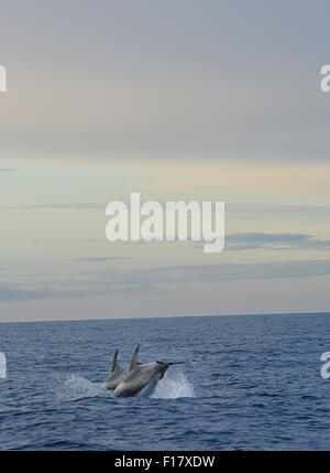 Due i delfini nuotare lontano al mare collezione Islanda Foto Stock