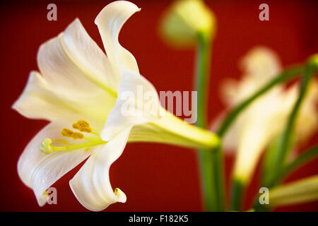 Blooming Lilium longiflorum o Pasqua Lilly con una profonda sfondo rosso Foto Stock