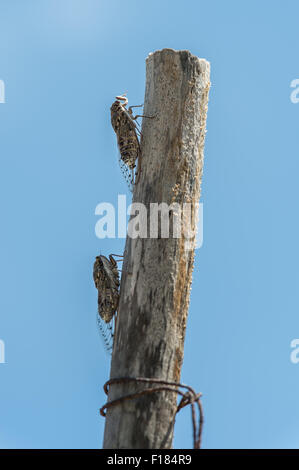Grilli sul post, impianti Foto Stock