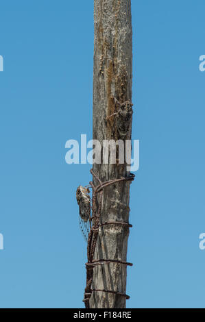 Grilli sul post, impianti Foto Stock