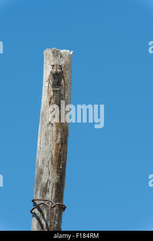 Grilli sul post, impianti Foto Stock