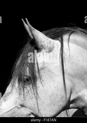 Bianco cavallo lusitano close up Foto Stock