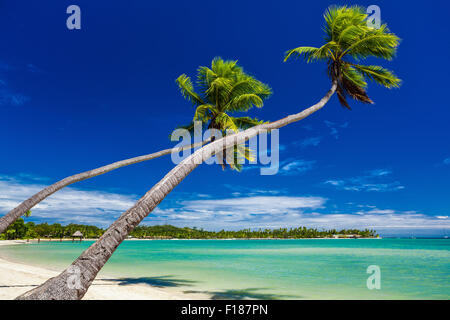 Le palme sulla spiaggia che pende sulla laguna sulle isole Fiji Foto Stock