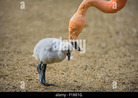 Bambino uccello della American flamingo (Phoenicopterus ruber) con sua madre. Foto Stock