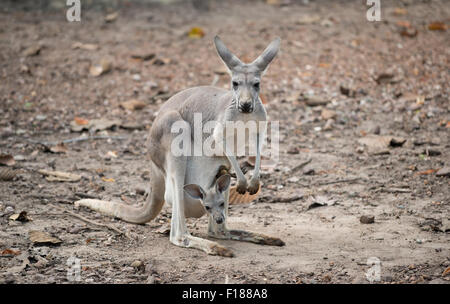 Femmina grigio Canguro con joey in una custodia Foto Stock