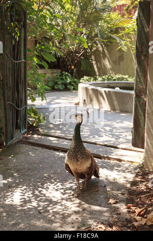 Pavone femmina - peafowl, Pavo cristatus- custodisce i suoi pulcini alla porta di un giardino con una fontana in background Foto Stock