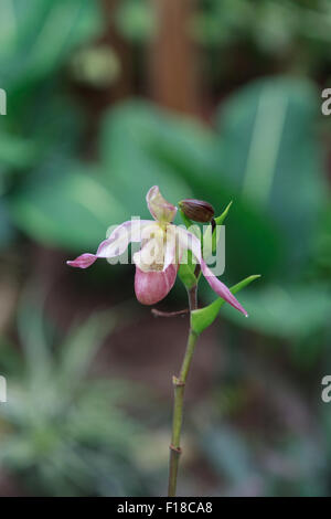 Lady Slipper Orchid Paphiopedilum fiorisce in una serra in primavera Foto Stock