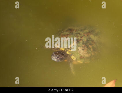 Testuggine palustre, Emys orbicularis, nuoto in un stagno Foto Stock