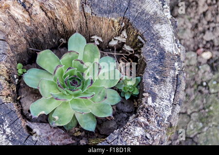 Foto di gallina e chick o piante succulente | Dicotiledoni succulenta fiore nel tronco, Bulgaria Foto Stock