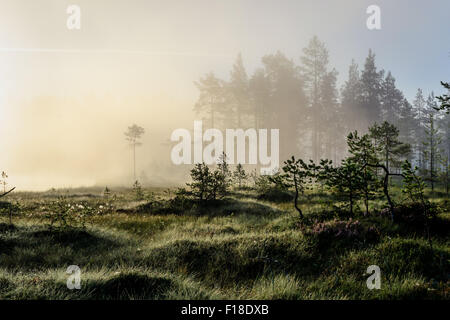 Misty sunrise a parco nazionale Foto Stock