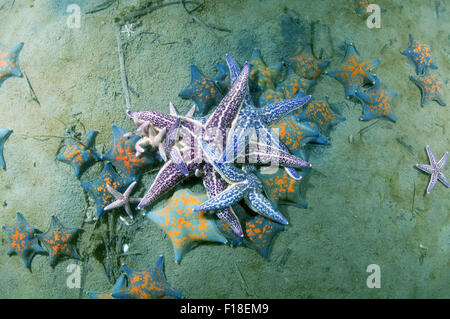 Mare del Giappone, di Primorye, Estremo Oriente, in Russia. Xv oct, 2014. Molti Pacifico settentrionale seastar o giapponese starfish comune (Asterias amurensis) Mare del Giappone, Estremo Oriente, Primorsky Krai, Federazione russa © Andrey Nekrasov/ZUMA filo/ZUMAPRESS.com/Alamy Live News Foto Stock