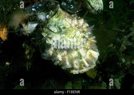 5 luglio 2014 - Mar del Giappone, di Primorye, Estremo Oriente e Russia - Pacific oyster, ostrica giapponese o Miyagi ostrica (Crassostrea gigas) Mare del Giappone, Estremo Oriente, Primorsky Krai, Federazione russa (credito Immagine: © Andrey Nekrasov/ZUMA filo/ZUMAPRESS.com) Foto Stock