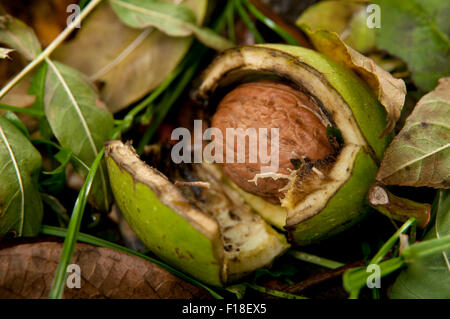 Le noci fresche da albero ingarden Foto Stock