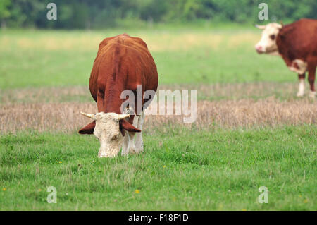 Foto di mucca pascolare in un campo Foto Stock