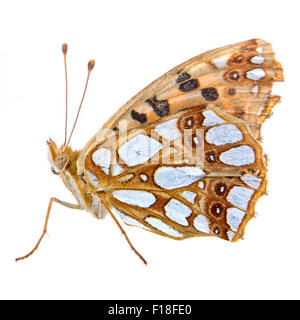 Farfalla colorata isolati su sfondo bianco Foto Stock