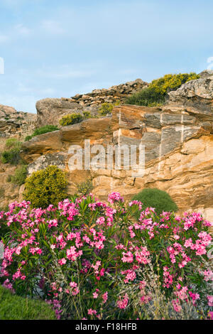 Griechenland, Kykladen, Naxos, bei Chalki, wilde Landschaft mit Oleanderbüschen Foto Stock