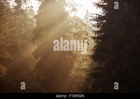 Sun rise in legno. Foto Stock