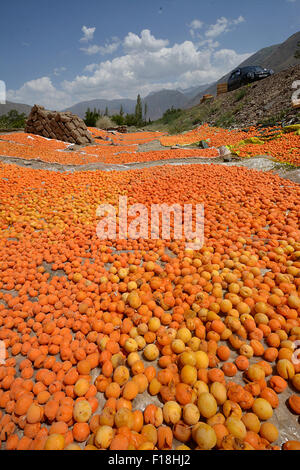 Le albicocche di essiccazione al sole. Tagikistan raccolta Foto Stock