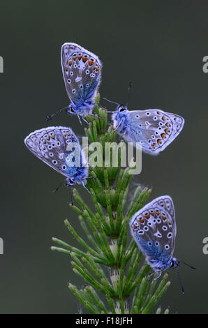 Quattro comuni di farfalle blu a riposo REGNO UNITO Foto Stock