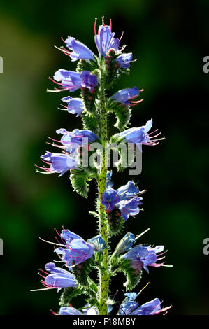 Viper bugloss DEL REGNO UNITO Foto Stock