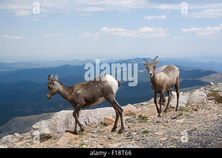 Capre errante sul lato della strada per la cima di Mount Evans. Foto Stock