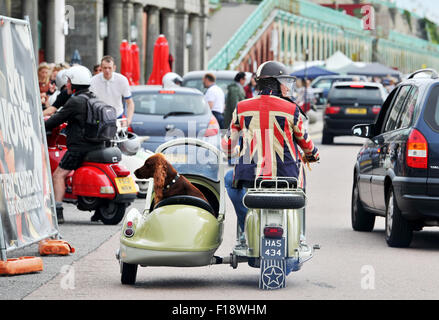 Brighton, Regno Unito. Il 30 agosto, 2015. Un rosso setter cane giostre in sidecar di uno scooter che arrivano per la mod Weekender evento in Brighton oggi migliaia di Mods con i loro scooter discendere su di Brighton per l annuale Mod Weekender evento che è una 3 giorni di celebrazione dei loro veicoli , moda e gli anni Sessanta del Novecento Foto Stock