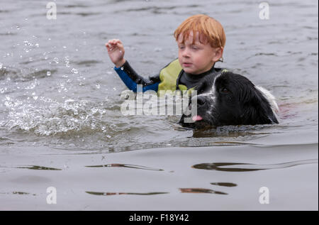 Northampton, Regno Unito. Il 30 agosto, 2015. 5 anno vecchio Noel essendo salvato da TERRANOVA cane dimostrazione su un livello di grigio e umido bank holiday Domenica, Fatturazione Aquadrome, Northampton. Il 30 agosto 2015. Northern Newfoundland Club. Attivo acqua cane visualizza, ospitato da Rother Valley Training Group, con la dimostrazione del Marina Lago. Credito: Keith J Smith./Alamy Live News Foto Stock