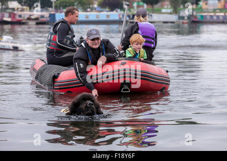 Northampton, Regno Unito. Il 30 agosto, 2015. Newfoumdland display Dog su un livello di grigio e umido bank holiday Domenica, Fatturazione Aquadrome, Northampton. Il 30 agosto 2015. Northern Newfoundland Club. Attivo acqua cane visualizza, ospitato da Rother Valley Training Group, con la dimostrazione del Marina Lago. Credito: Keith J Smith./Alamy Live News Foto Stock