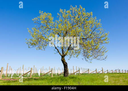 Un vigneto con un albero solitario con erba e un cielo blu chiaro. Foto Stock