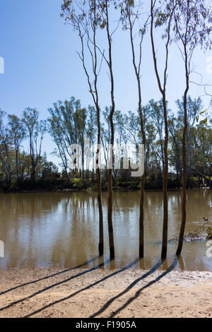 Cinque alberi lungo il lato del fiume Murray, Australia, gettando ombre in un giorno chiaro. Foto Stock