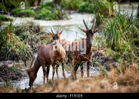 Topis, Damaliscus korrigum, settore Ishasha, Queen Elizabeth National Park, Uganda, Africa Foto Stock