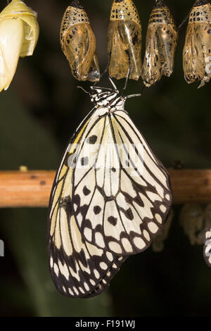 Appena emerse aquilone di carta di farfalle tropicali, Idea leuconoe, in appoggio sotto la scatola di pupa. Foto Stock